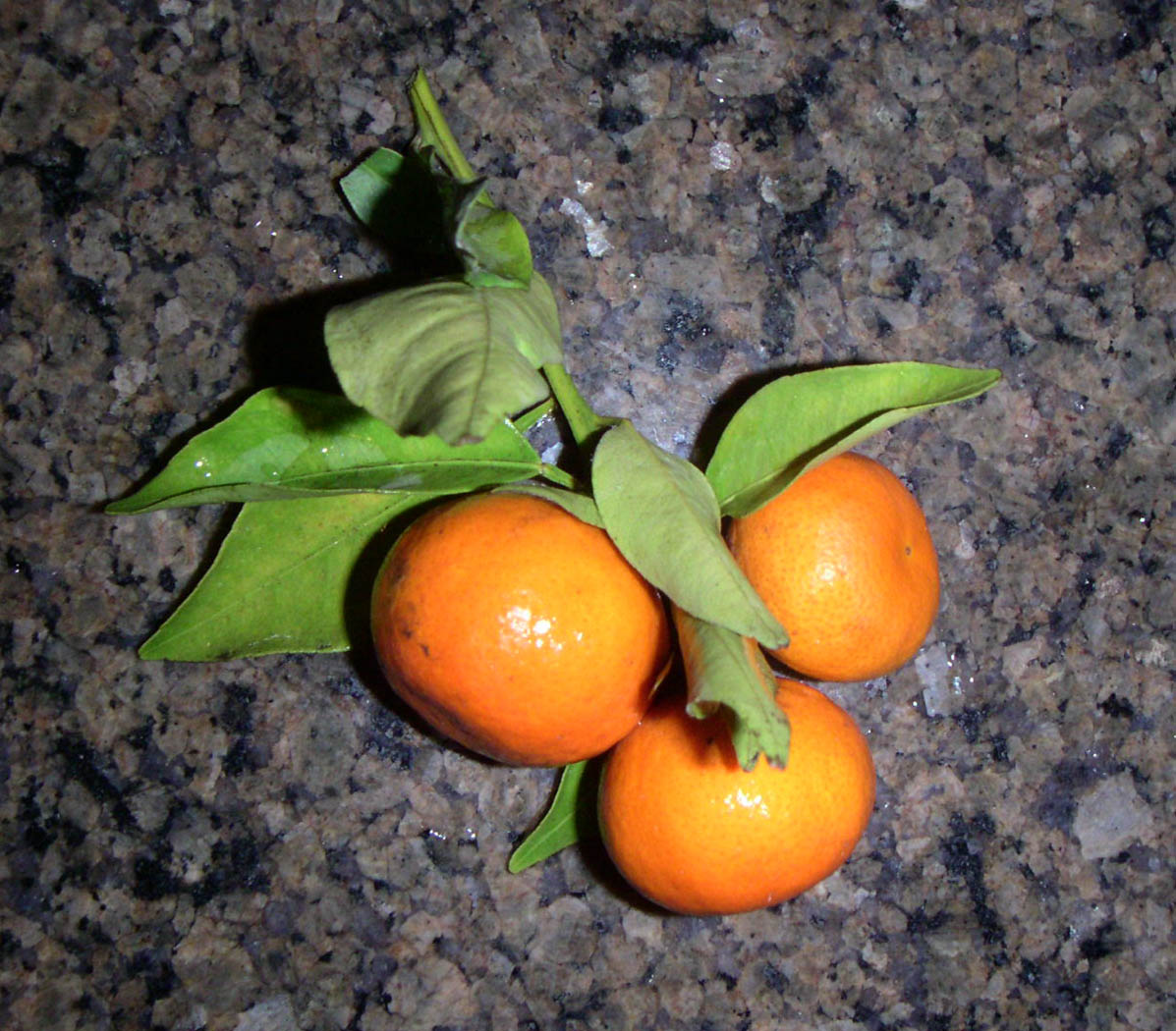 Surgical Artistry repository o